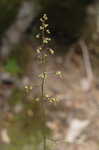 Alumroot